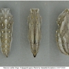 vanes cardui pupa4 volg